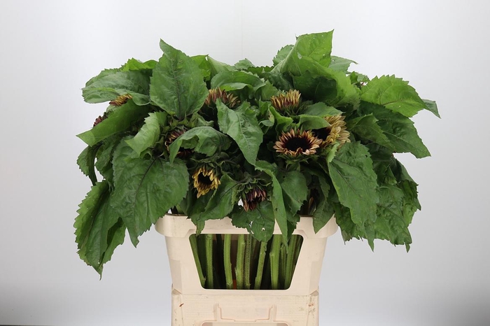 <h4>Helianthus Overig</h4>