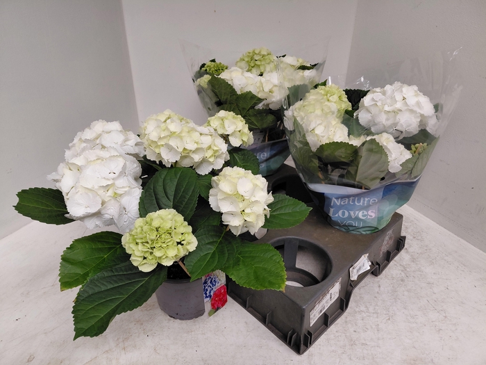 <h4>HYDR M SCHNEEBALL</h4>