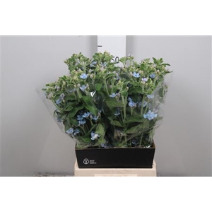 Oxy Co Tan Pure Blu