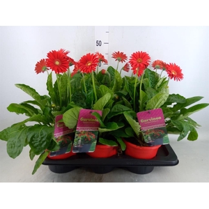 Gerbera  'Garvinea Sweet Love'