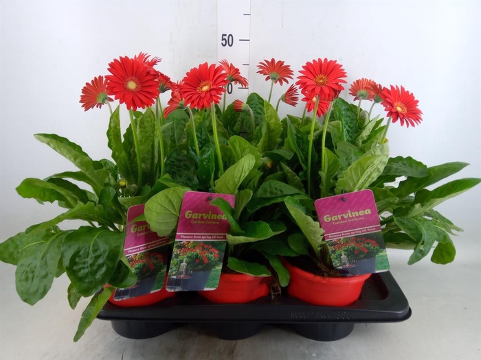 <h4>Gerbera  'Garvinea Sweet Love'</h4>
