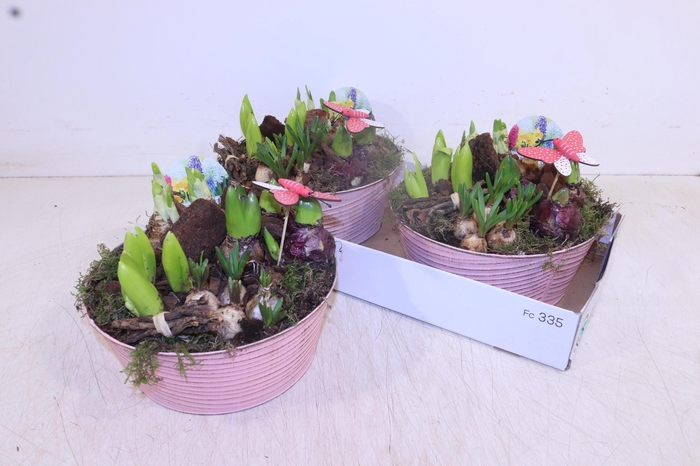 <h4>ARR BOL KNOLGEWAS</h4>