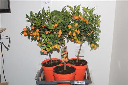 <h4>Citr Margarita 20+</h4>