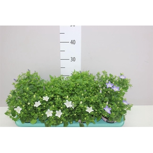 Campanula Gemengd