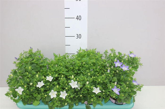 <h4>Campanula Gemengd</h4>