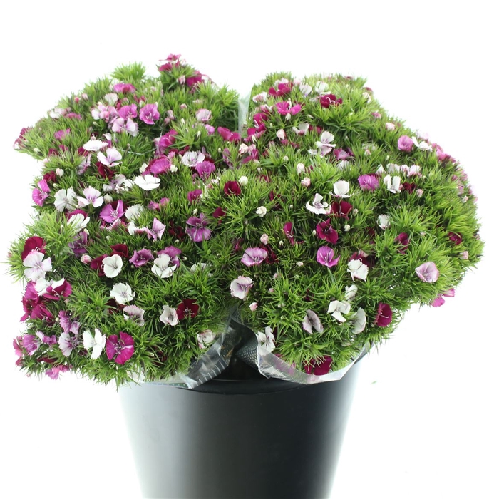 <h4>Di Barb Light Pink Super</h4>