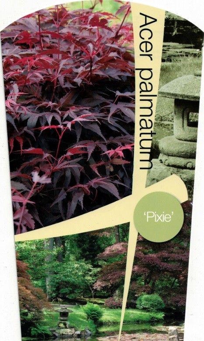 <h4>Acer palmatum 'Pixie' P26</h4>