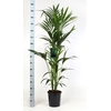 Howea forsteriana