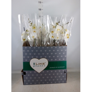 Phalaenopsis   ...white