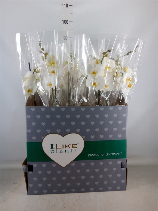 <h4>Phalaenopsis   ...white</h4>