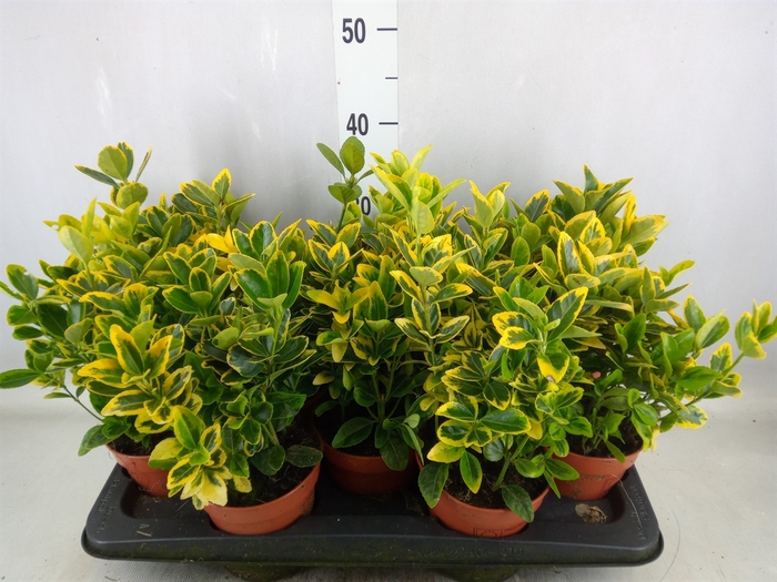 <h4>Euonymus japon. 'Aureus'</h4>