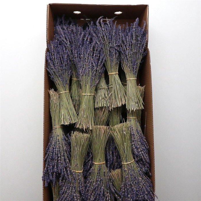 <h4>Dried Lavendel 100gram</h4>