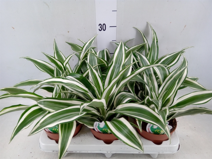 <h4>Dracaena frag. 'White Jewel'</h4>