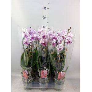 Phalaenopsis  'Elegant Cascade'