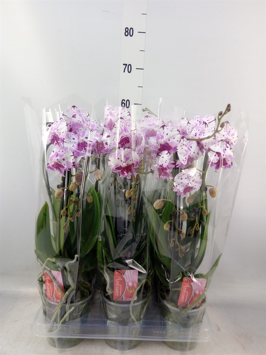 <h4>Phalaenopsis  'Elegant Cascade'</h4>