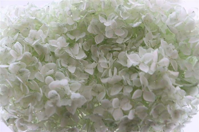 <h4>Pres Hydrangea Soft Green Bunch</h4>