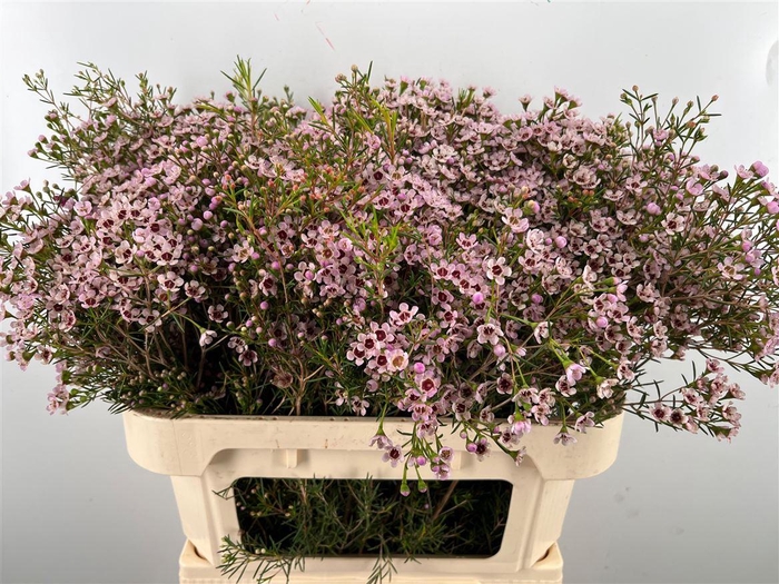 <h4>Chame Un Jupiter Sol</h4>