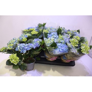 arr8 Hydr M Early Blue