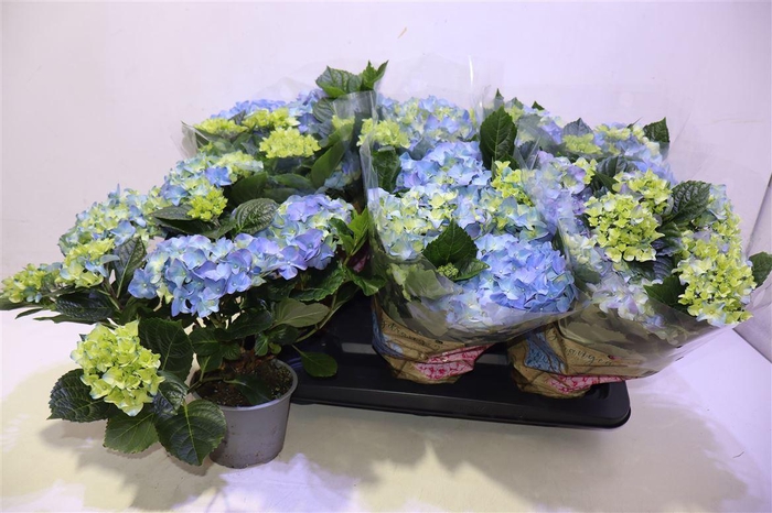 <h4>arr8 Hydr M Early Blue</h4>