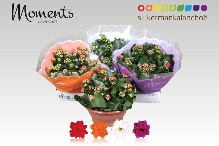 <h4>KAL GE GEM 4 KL</h4>