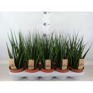 Sansevieria  'Fernwood'