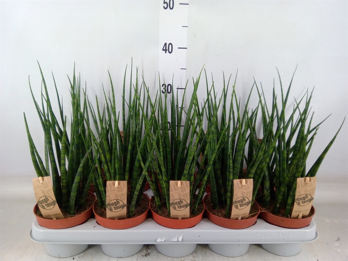 <h4>Sansevieria  'Fernwood'</h4>