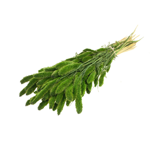 Setarea Moss Green
