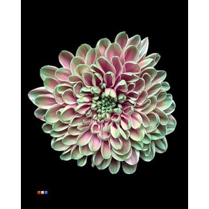 Chr T Altaj Happy Cherries