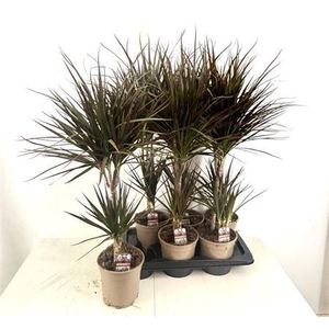 Dra Marg Magenta 30-10 Cm