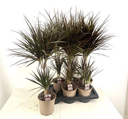 <h4>Dra Marg Magenta 30-10 Cm</h4>