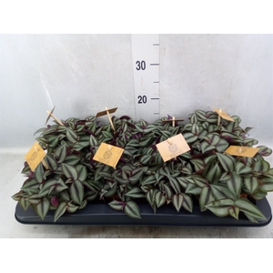 Tradescantia zebrina 'Purpusii'