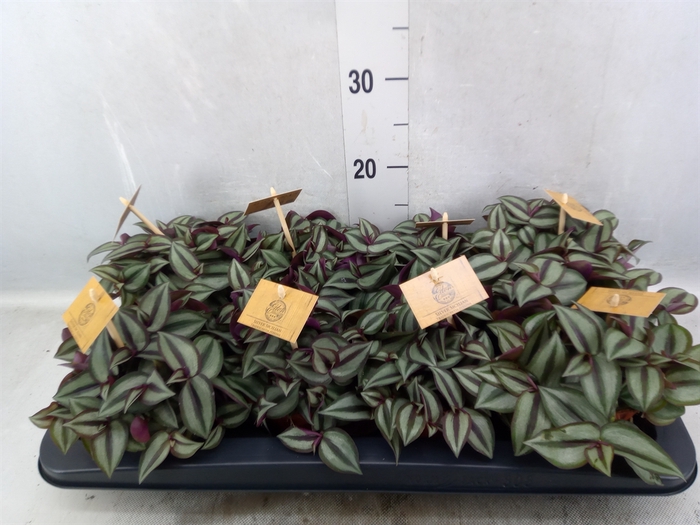 Tradescantia zebrina 'Purpusii'