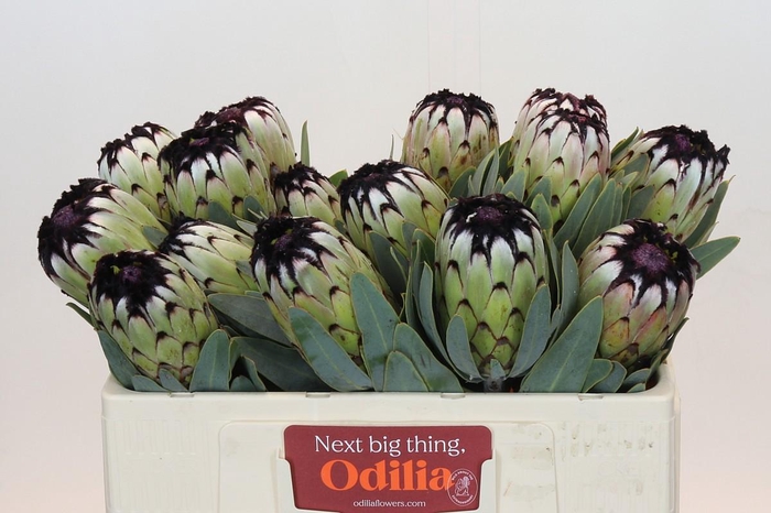 <h4>Protea Niobe</h4>