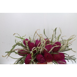 Banksia Speciosa Pink