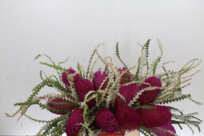 <h4>Banksia Speciosa Pink</h4>