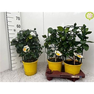 Citr Meyeri Meyer 2+
