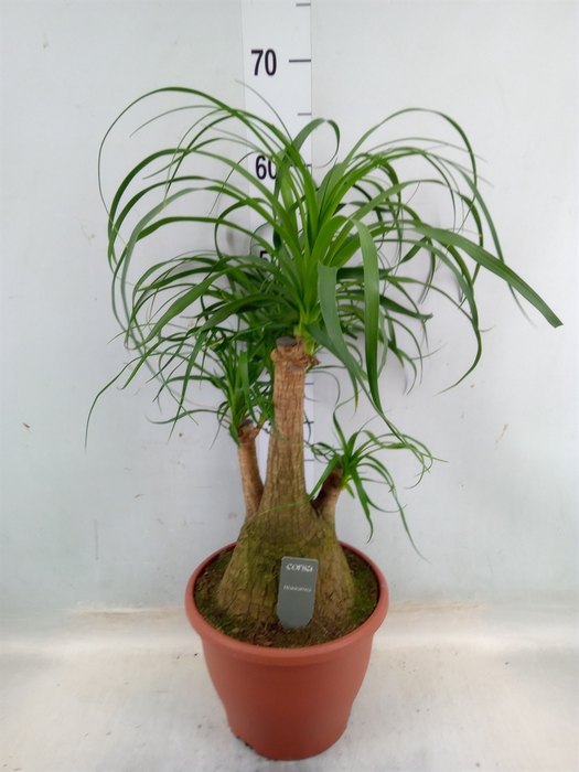 <h4>Beaucarnea recurvata</h4>