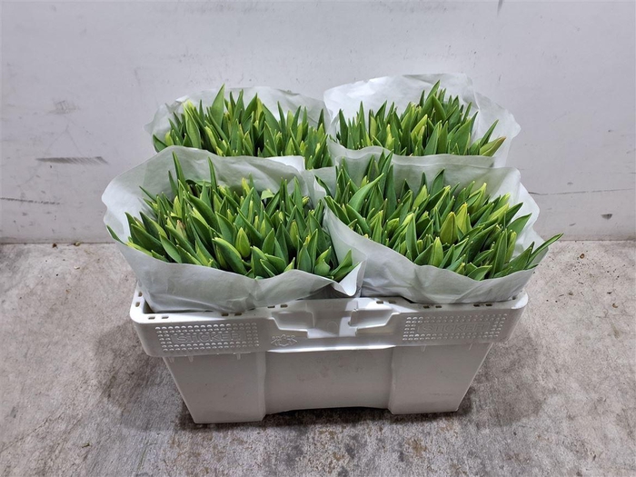 <h4>Tu En Strong Gold</h4>