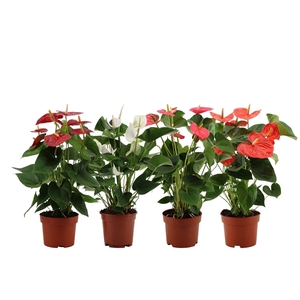 Anthurium 4 color mix in transparant sleeve