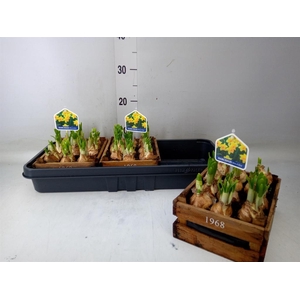 Arr.  Narcissus Tete Tete L%