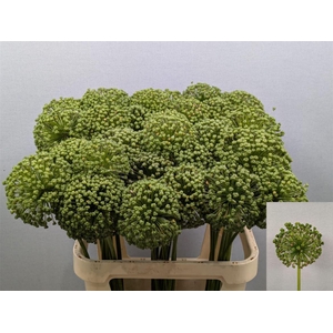 Allium Zaadbollen Xxl