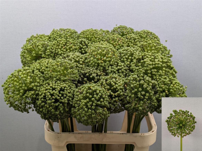 <h4>Allium Zaadbollen Xxl</h4>
