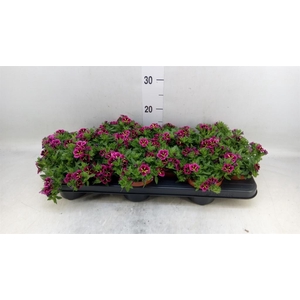 Calibrachoa  'Cabaret Good N Kiss'