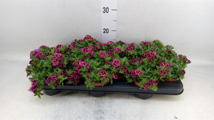 <h4>Calibrachoa  'Cabaret Good N Kiss'</h4>