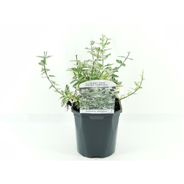 <h4>Euonymus fort. Harlequin</h4>