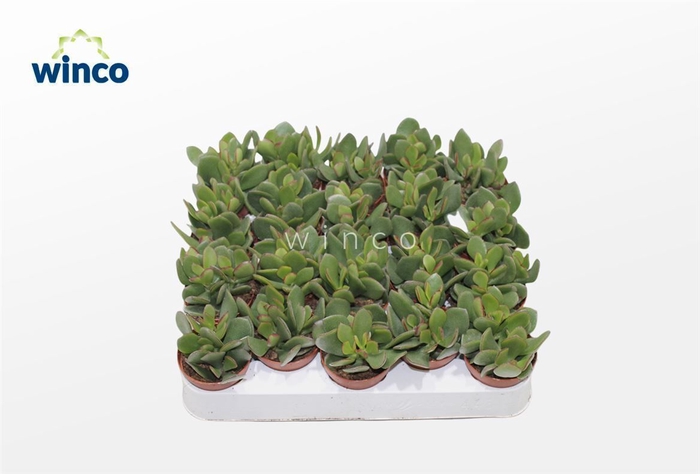 <h4>Crassula Minova</h4>