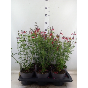 Salvia   ...