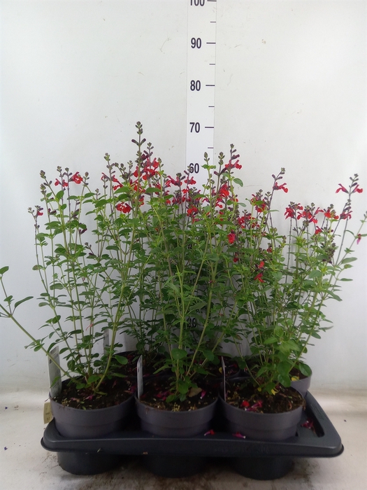 <h4>Salvia   ...</h4>