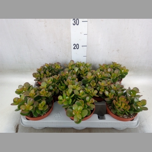 Crassula ovata 'Minor'