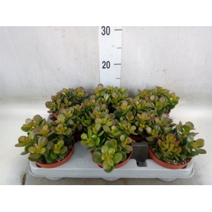 Crassula ovata 'Minor'